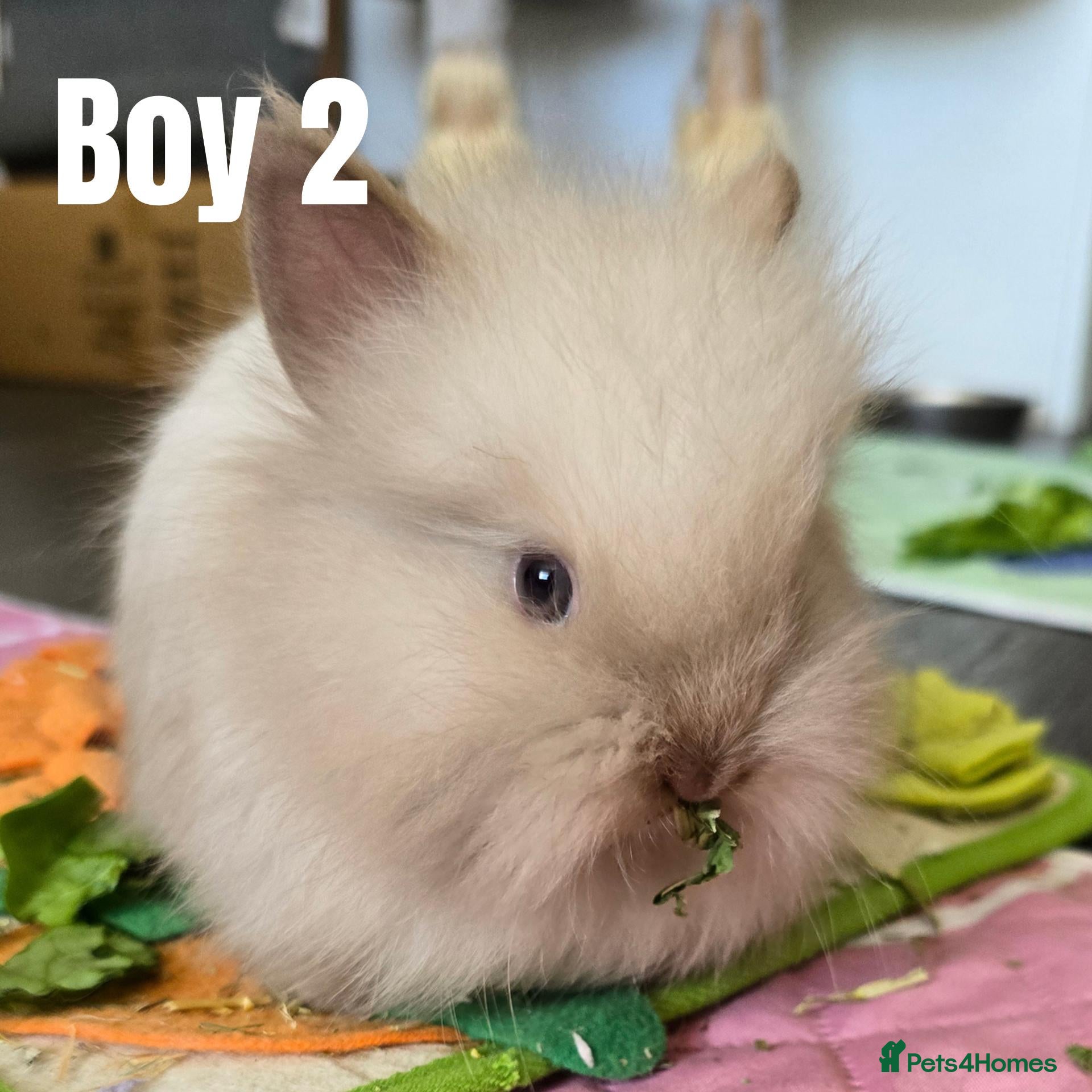 Lionhead rabbits 🐰💕 BEAUTIFUL PUREBRED LIONHEAD BABIES  - Advert 3