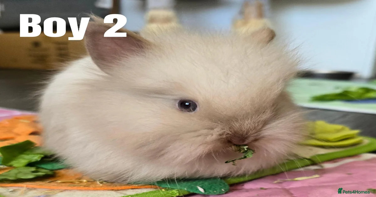 Rabbits for Sale for sale in Glasgow City | Pets4Homes