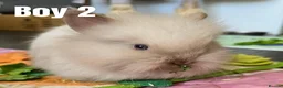 Lionhead rabbits for sale: 🐰💕 BEAUTIFUL PUREBRED LIONHEAD BABIES  in Glasgow - Advert 1