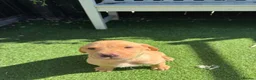 Labrador Retriever dogs for sale: 🐾🧡READY 1 BOY LEFT Kc Labrador PUPPIES 🧡🐾 - Advert 10