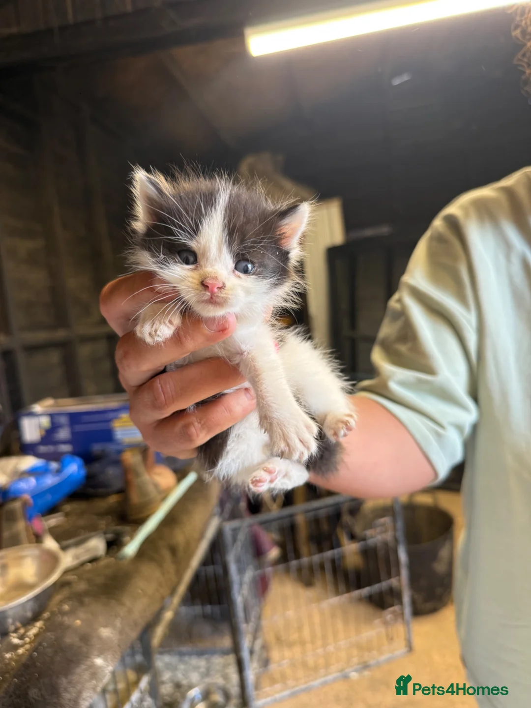 Mixed Breed cats for sale: Cute kittens for sale  - Advert 2