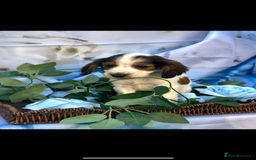 Cocker Spaniel dogs for sale: Kc registered cocker spaniels - Image 6