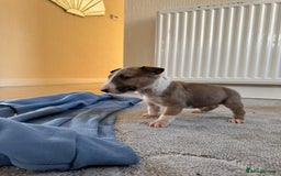 English Bull Terrier dogs for sale: 5* Stunning English Bull Terrier Pups  - Image 4