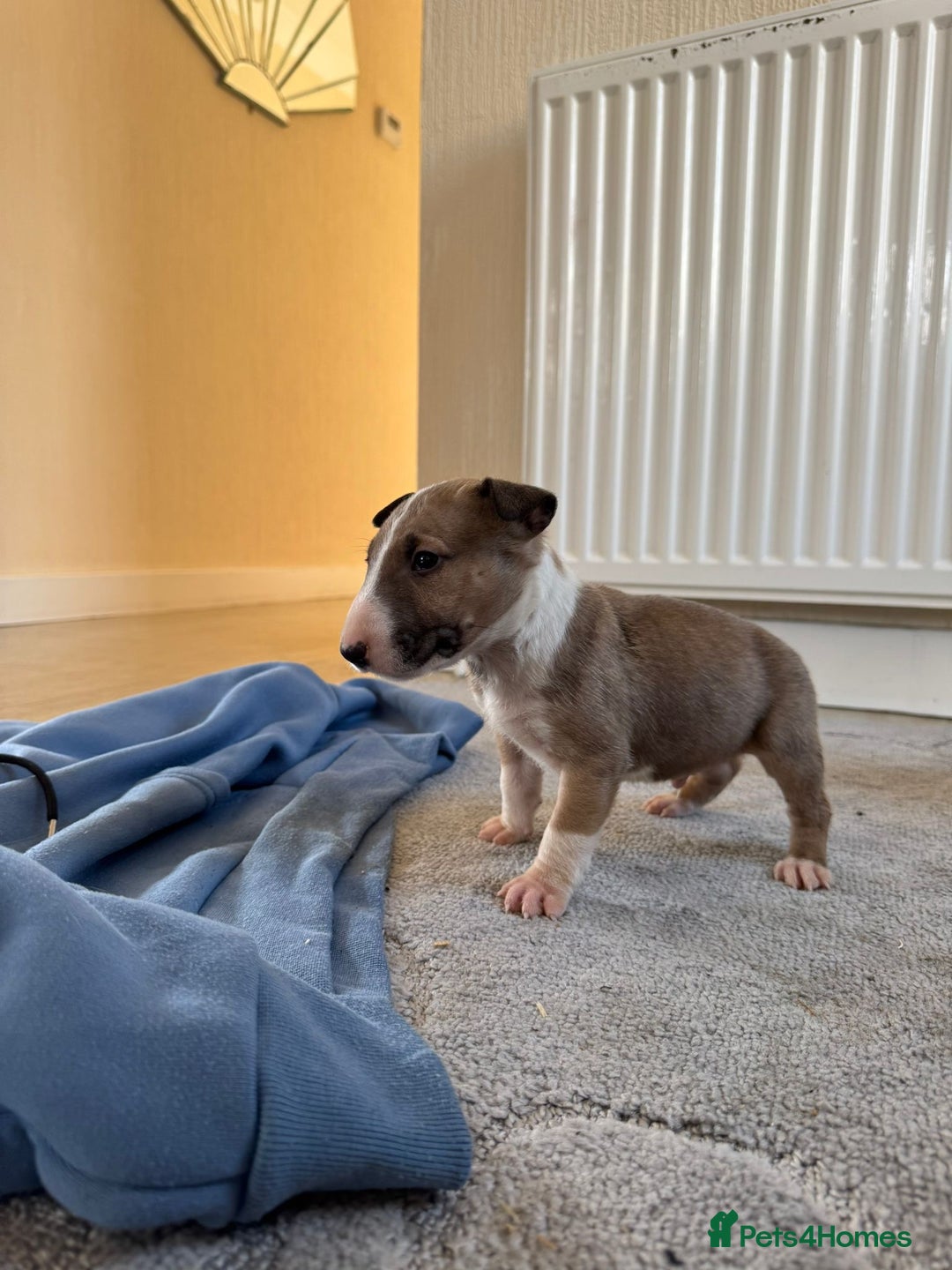 English Bull Terrier dogs for sale: 5* Stunning English Bull Terrier Pups  - Image 4