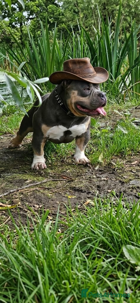 American Bully dogs Cowboyline pocket bullies (5 weeks old) - Advert 2