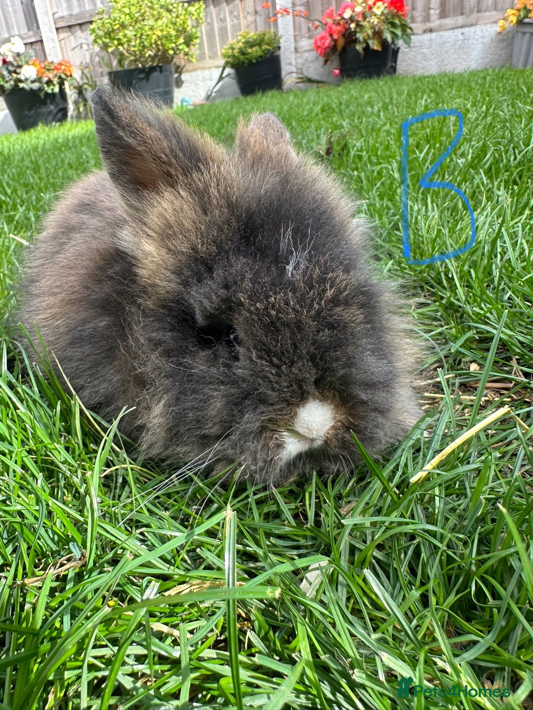 Lionhead rabbits for sale: Lionhead rabbits for sale  - Image 6