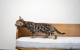 Bengal cats for sale: TICA-Certified Bengal Kittens, Show Quality - Image 20