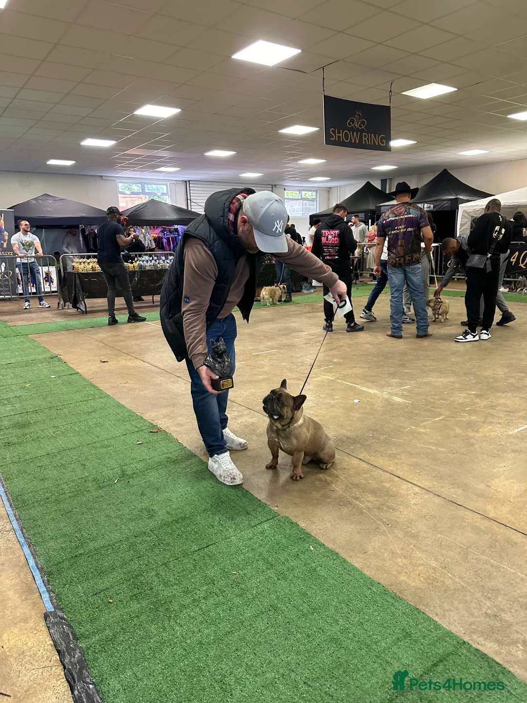 French Bulldog dogs for stud: French Bulldog Stud in Abertillery - Advert 21