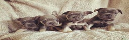 French Bulldog dogs for stud: 💎Blue & Tan 🤎 Merle French bulldog stud 🧬🔥 in Manchester - Advert 27