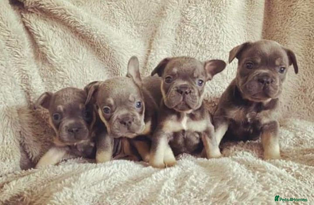 French Bulldog dogs for stud: 💎Blue & Tan 🤎 Merle French bulldog stud 🧬🔥 in Manchester - Image 27