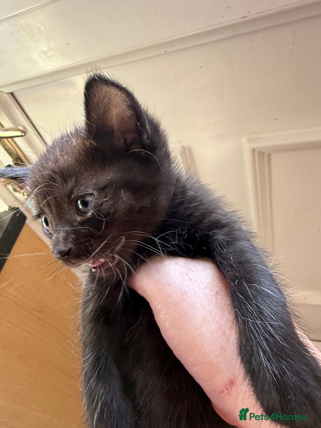British Shorthair cats for sale: Gorgeous fluffy kittens for sale half bengal  - Image 5