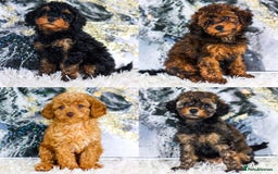 Toy Poodle dogs for stud: KC registered poodle studs in Bolton - Image 15