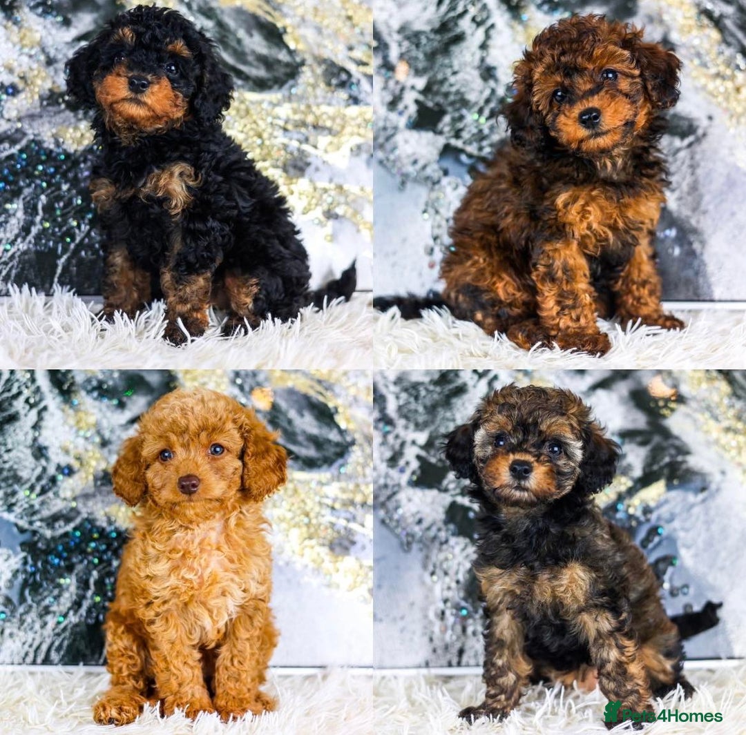 Toy Poodle dogs for stud: KC registered poodle studs in Bolton - Image 15