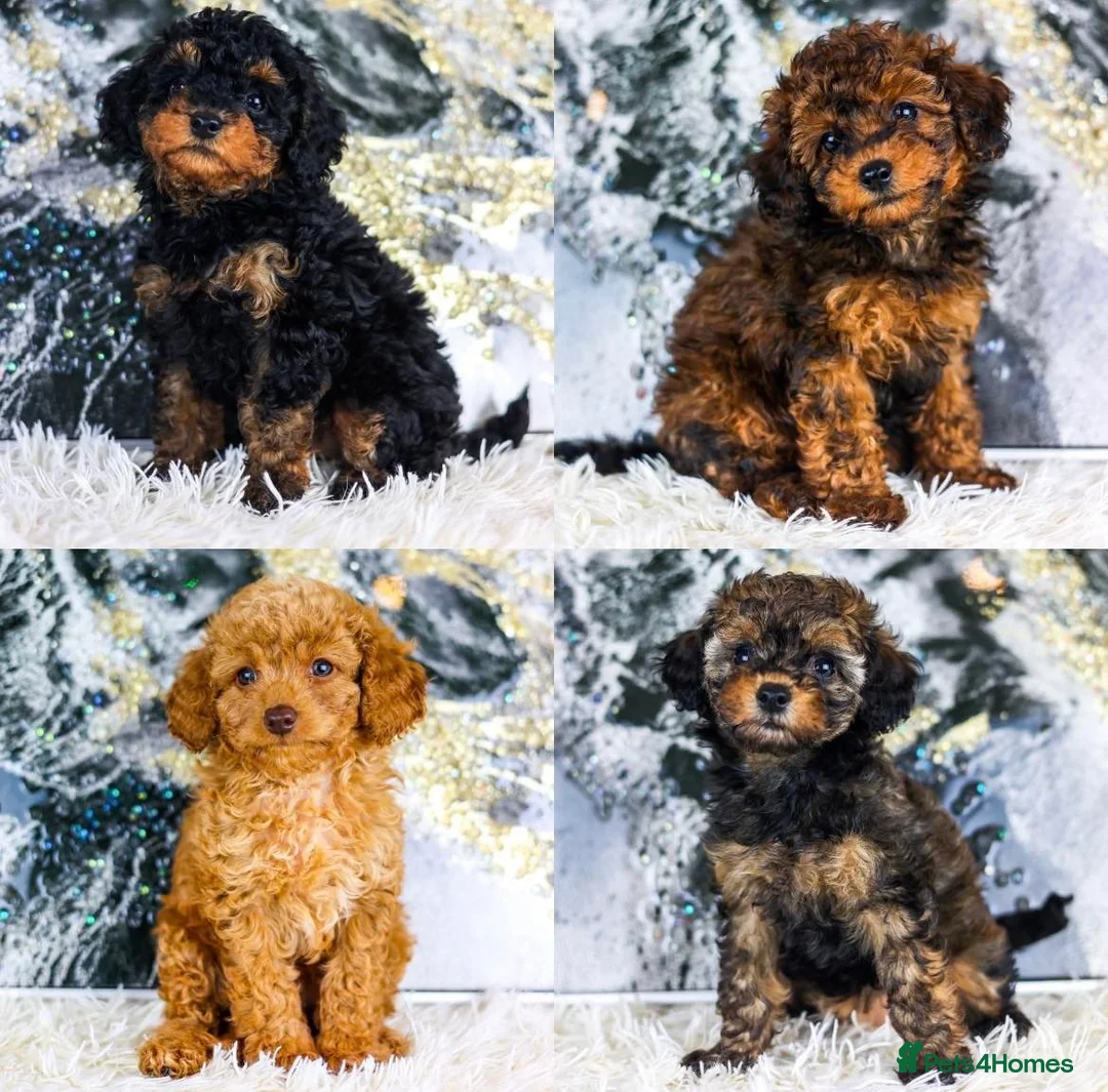 Toy Poodle dogs for stud: KC registered poodle studs in Bolton - Advert 15