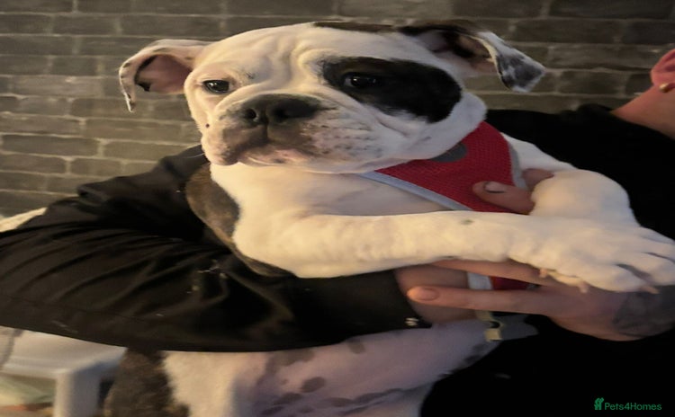 Olde English Bulldogge dogs - Advert 2