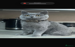 British Shorthair cats for sale: Mylo British short Hair - Image 1