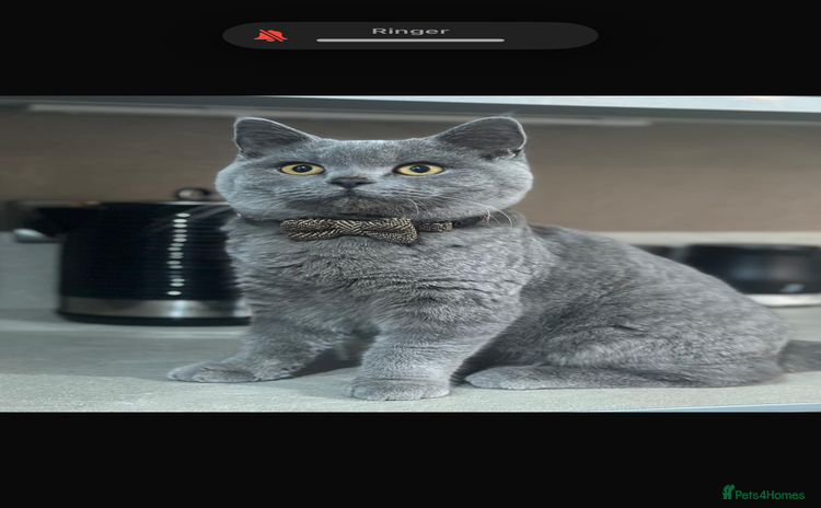 British Shorthair cats - Advert 1