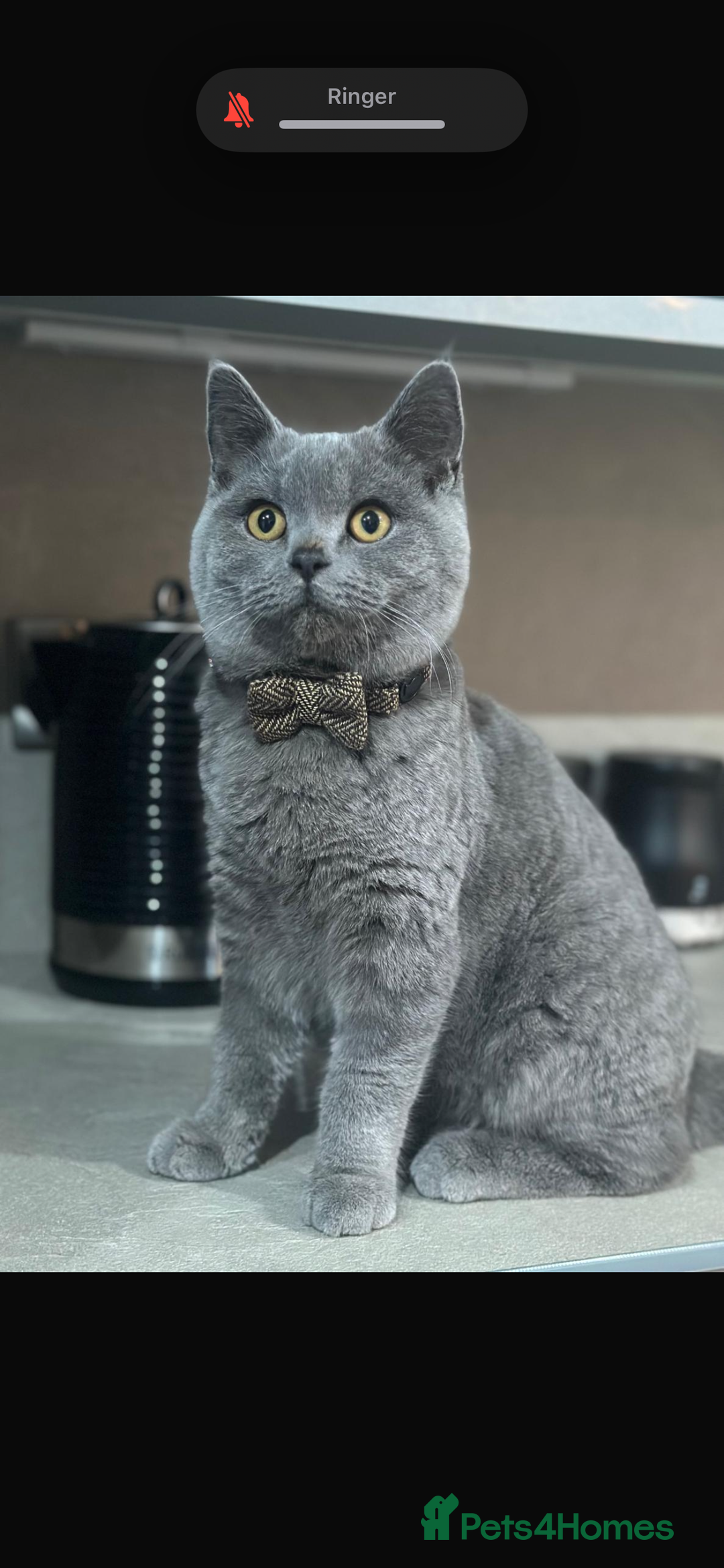 British Shorthair cats for sale: Mylo British short Hair - Image 1
