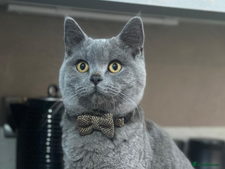 British Shorthair cats for sale - Advert 1