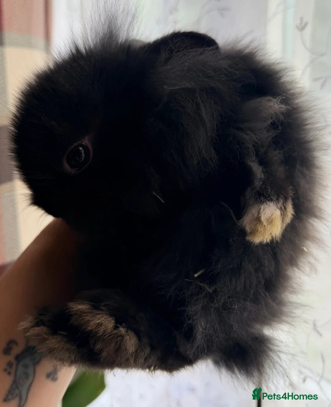 Lionhead rabbits for sale: lion head boy black in Sevenoaks - Advert 1