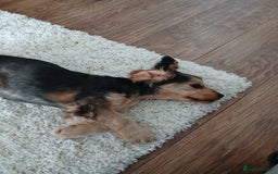 Cocker Spaniel dogs for sale: Show Type Cocker Spaniel - Image 4