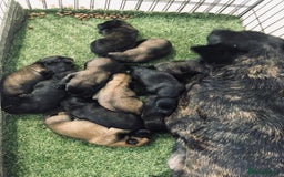 Belgian Shepherd Dog dogs for sale: Dutch shepherd/ Belgian malinois  - Image 13