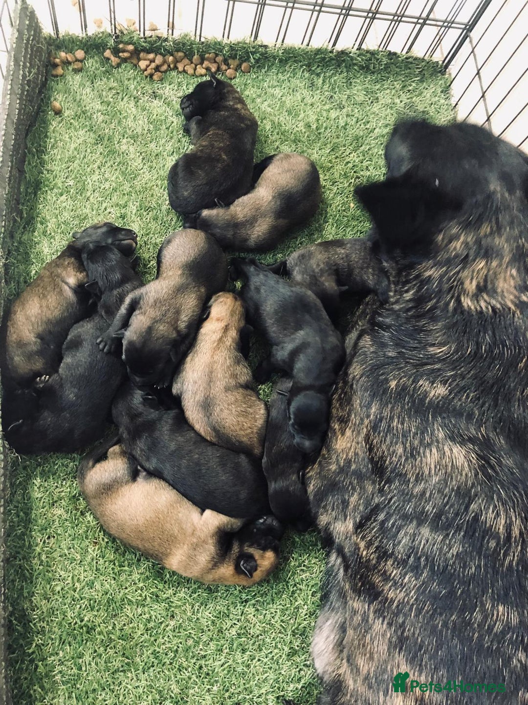 Belgian Shepherd Dog dogs for sale: Dutch shepherd/ Belgian malinois  - Image 13