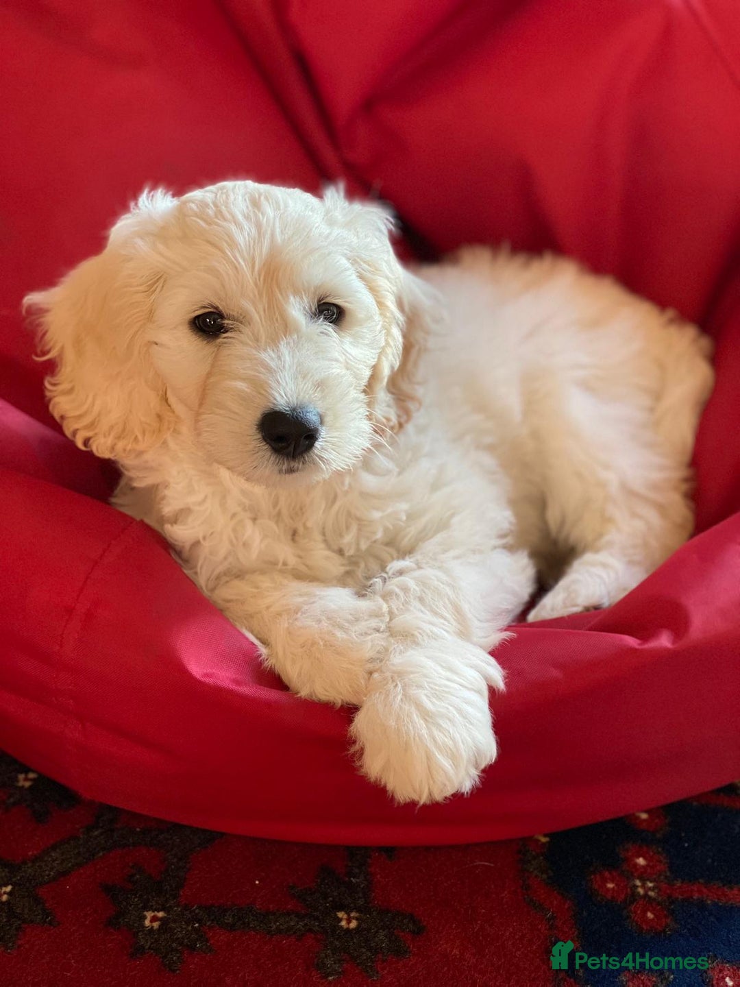 Australian Labradoodle dogs for sale: Australian labradoodles from Annetteslabradoodles  - Advert 31