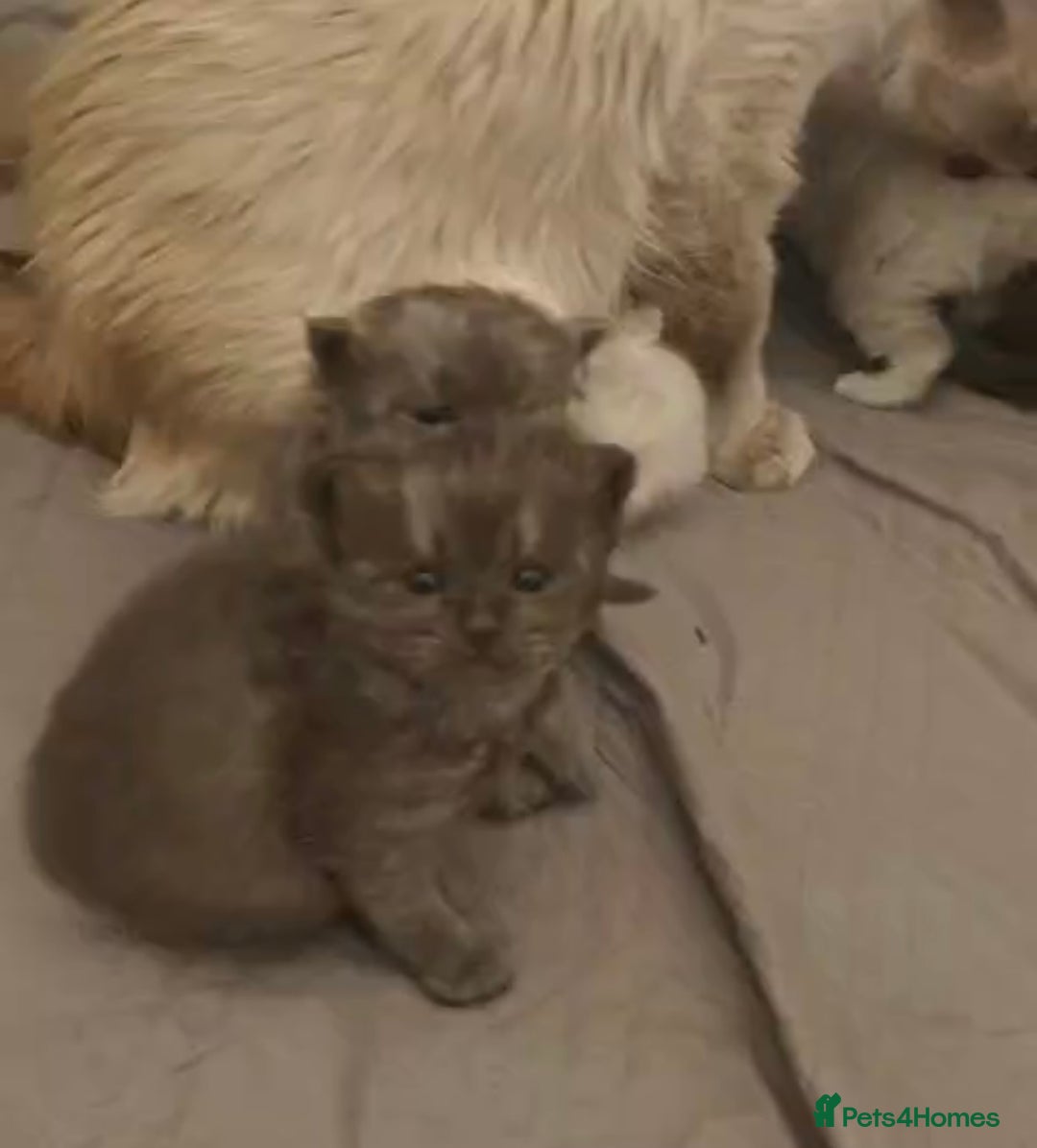 Perdoll cats for sale: PERDOLL KITTENS FOR SALE - Advert 8