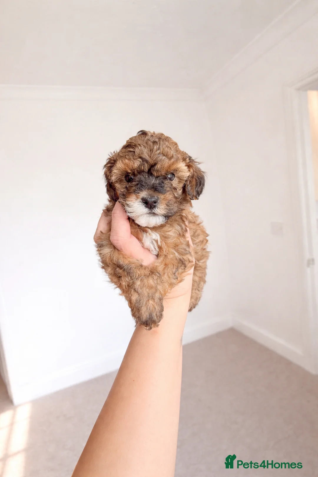 Toy Poodle dogs for sale: Toy poodles 8 weeks old - Advert 10