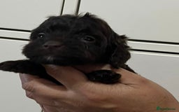 Cockapoo dogs for sale: Cocapoo - Image 11