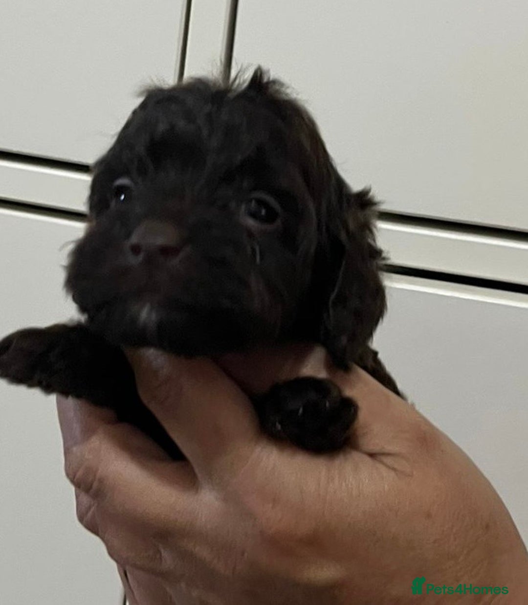 Cockapoo dogs for sale: Cocapoo - Image 11