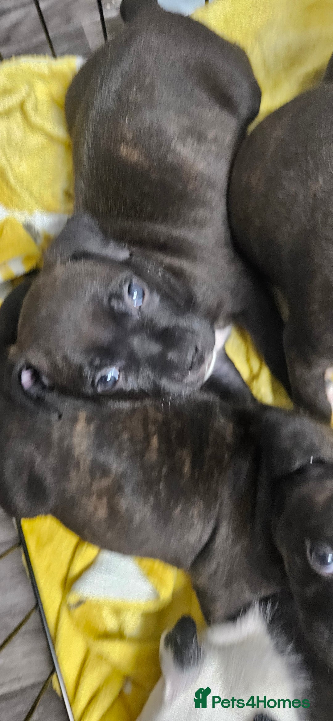 Mixed Breed dogs for sale: Mix Staffy puppies  - Image 8