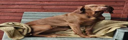 Hungarian Vizsla dogs for sale: Hungarian Wirehaired Vizsla in Falkirk - Advert 4