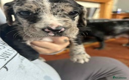 Mixed Breed dogs for sale: Puppys - Image 9