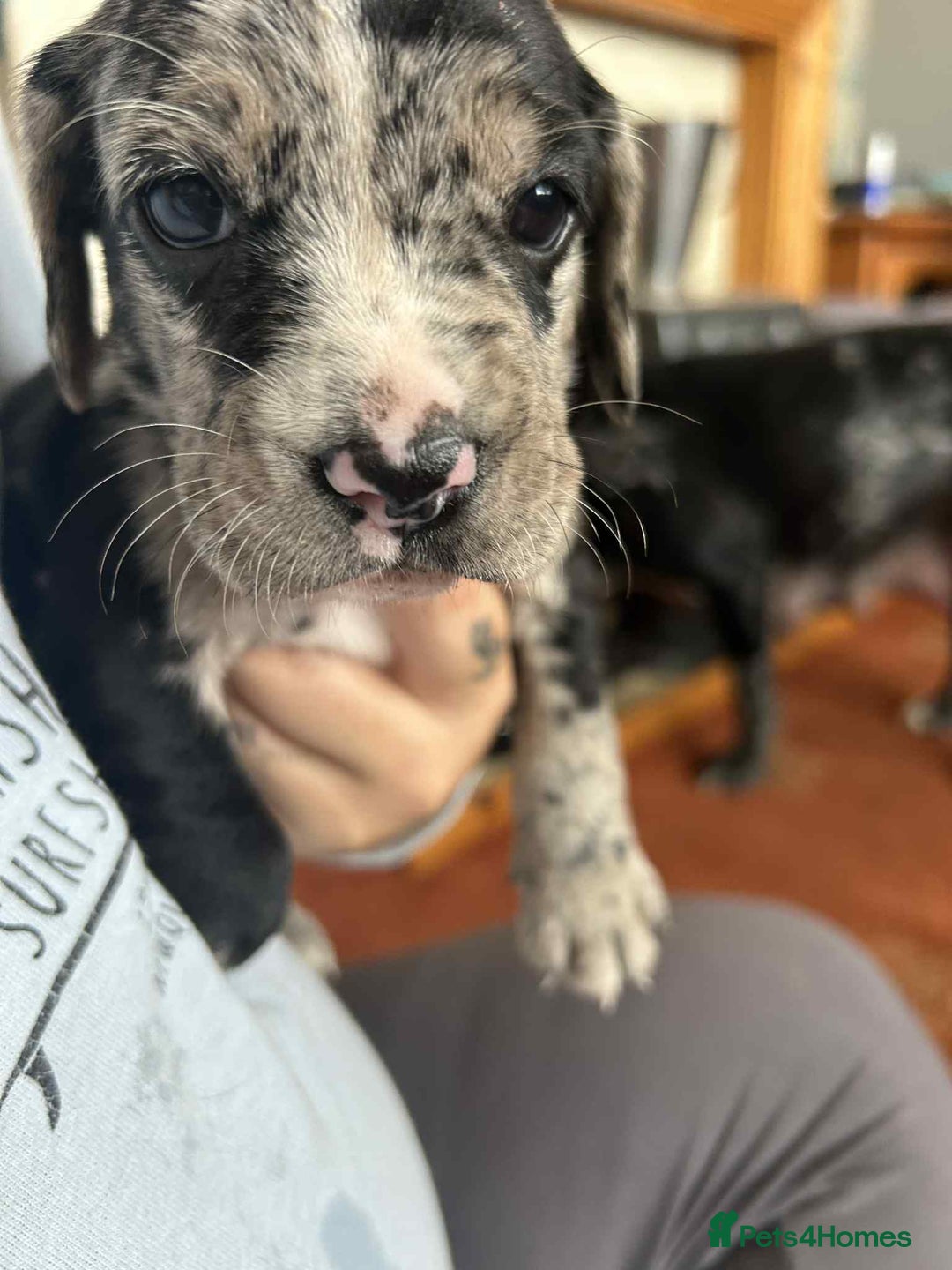 Mixed Breed dogs for sale: Puppys - Image 9