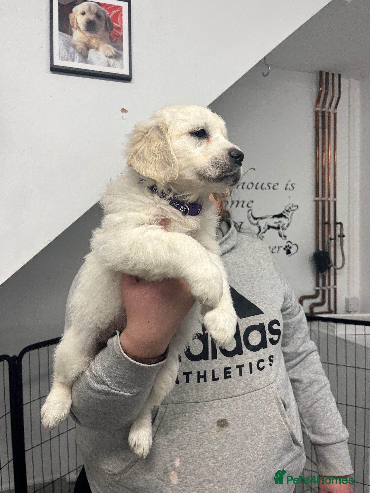 Golden Retriever dogs for sale: Kc registered fully health tested parents  - Advert 1
