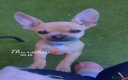 Mixed Breed dogs for sale: Chicko  - Image 4