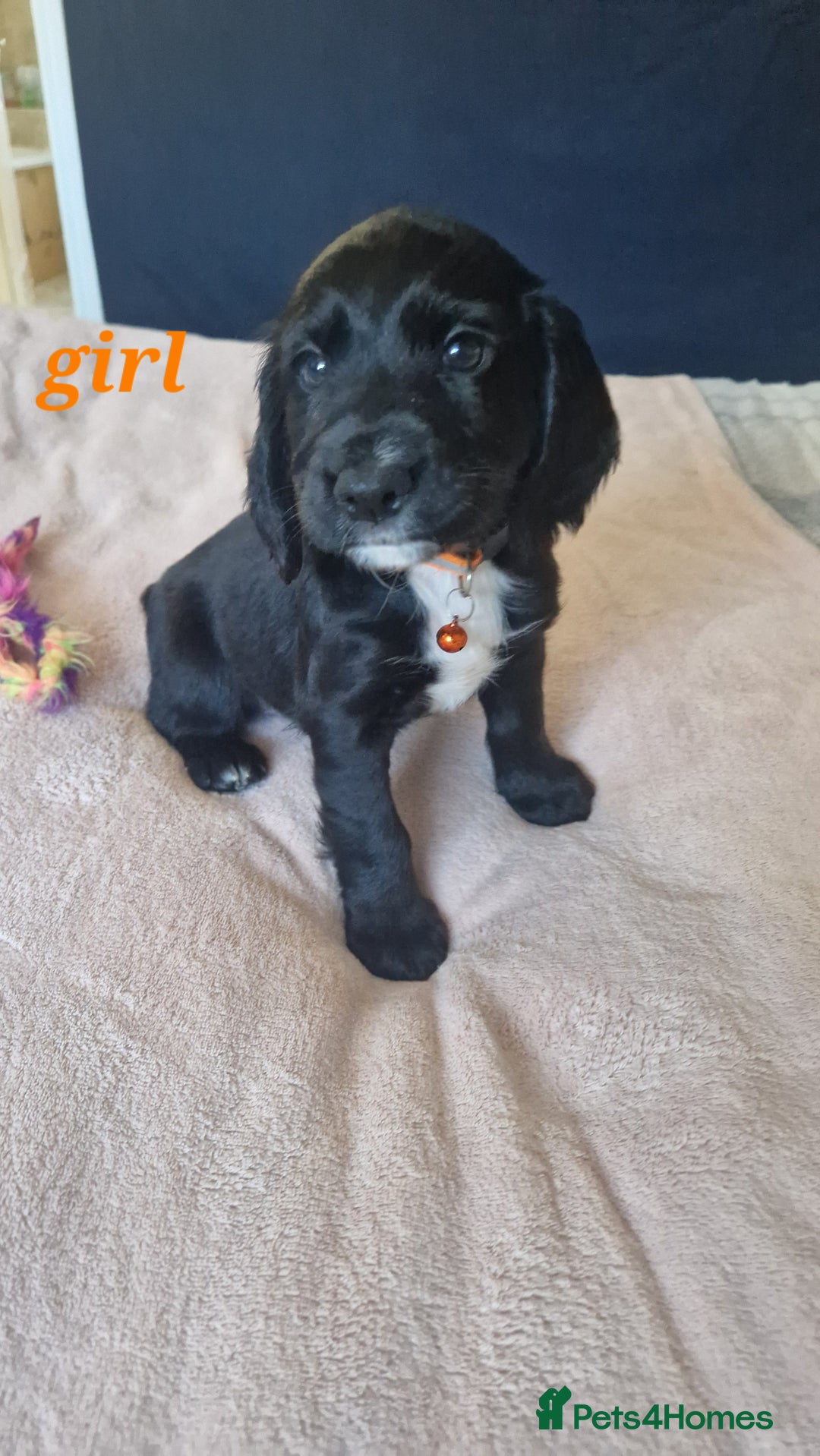 Sprocker dogs for sale: Sprocker puppies  - Image 7