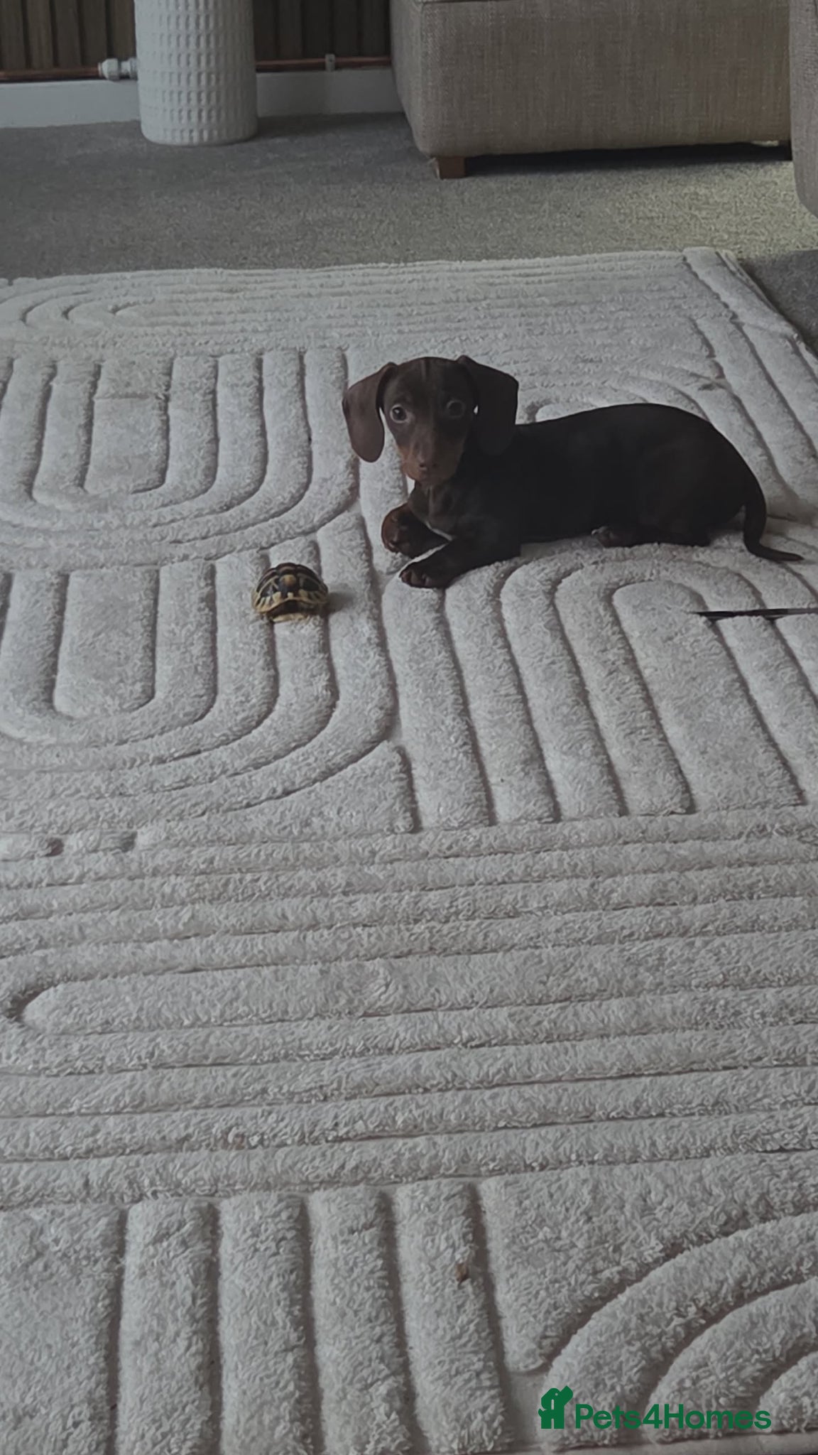 Miniature Dachshund dogs for sale: Miniature datchhound  in Durham - Advert 2