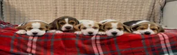 Beagle dogs for sale: BEAUTIFUL (SHOW TYPE) BEAGLE PUPPIES READY NOW - Advert 22