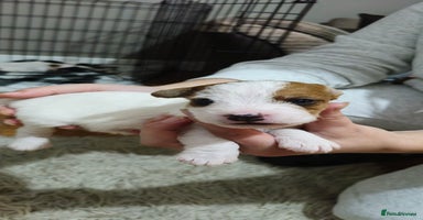 Parson Russell dogs - Advert 4