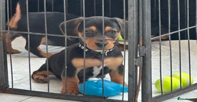 Mixed Breed dogs - Advert 8