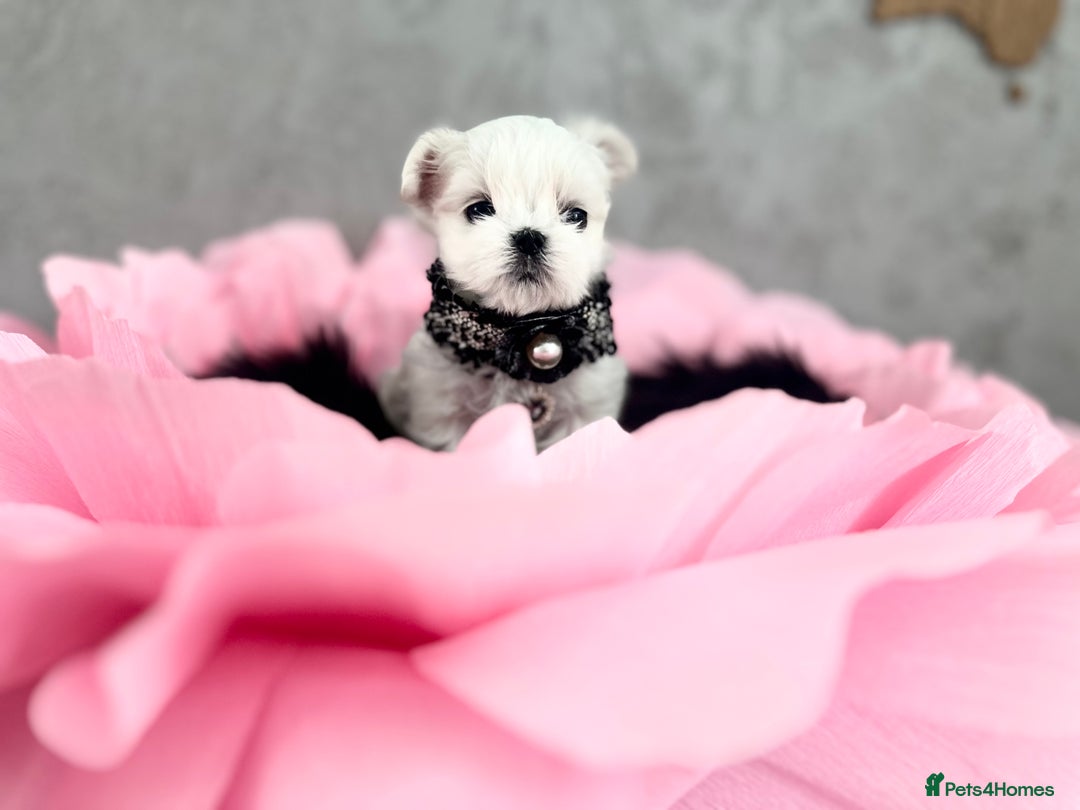 Maltese dogs for sale: ⭐️Tiny Korean Maltese ⭐️Ready NOW ⭐️ - Image 6