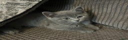 British Shorthair cats for sale: 2 beautiful British Shorthairs for sale  - Advert 2