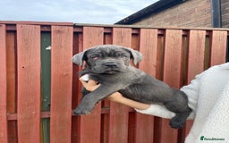 Cane Corso dogs for sale: cane corso pups - Image 23
