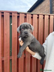 Cane Corso Puppy 7