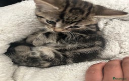 Mixed Breed cats for sale: Litter of 6 beautiful kittens - Image 13