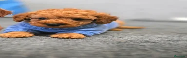 Toy Poodle 2