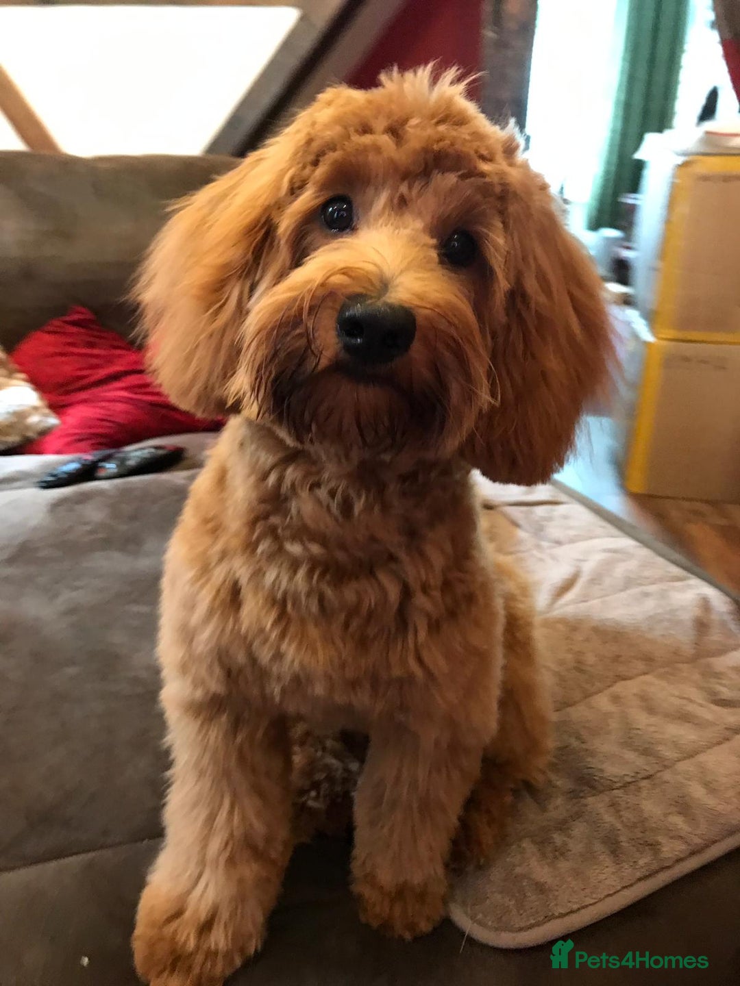 Toy Poodle dogs for stud: Red Toy Poodle stud in Crymych - Advert 14